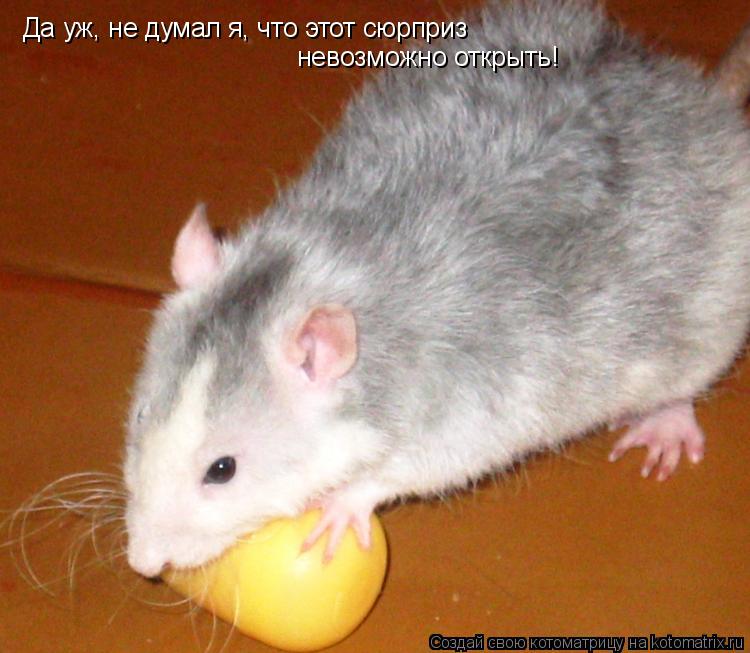 Да уж, не думал я, что этот сюрприз невозможно открыть!... Котоматрица: Да уж, не думал я, что этот сюрприз невозможно открыть!