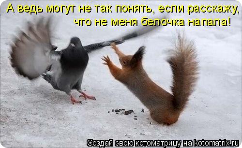 что не меня белочка напала! А ведь могут не так понять, если расскажу,... Котоматрица: что не меня белочка напала! А ведь могут не так понять, если расскажу,