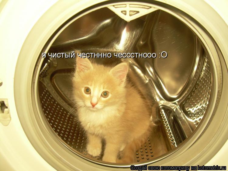 я чистый честннно чессстнооо :О... Котоматрица: я чистый честннно чессстнооо :О