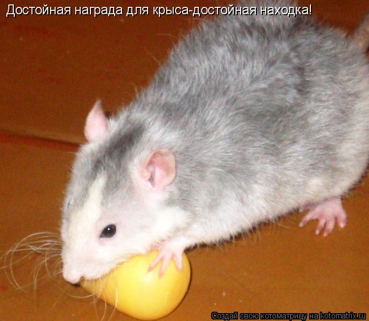 Достойная награда для крыса-достойная находка!... Котоматрица: Достойная награда для крыса-достойная находка!