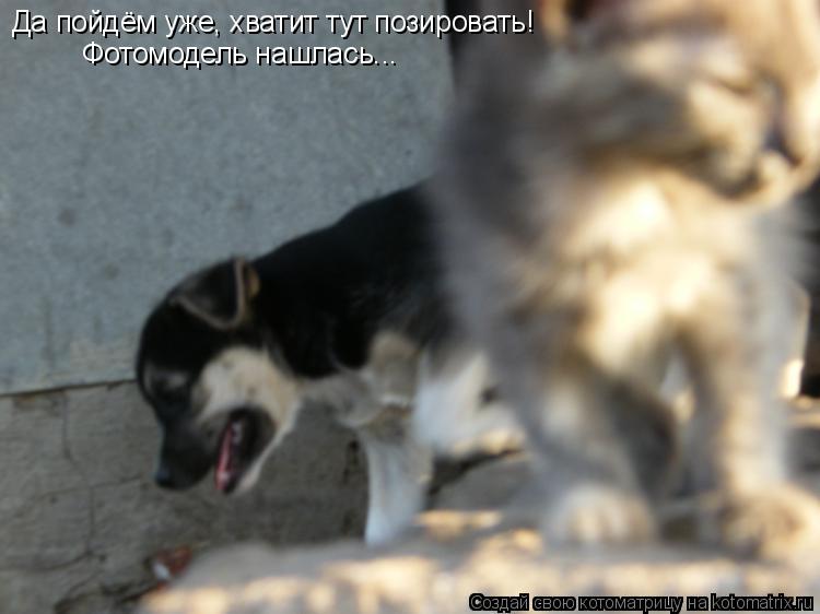 Да пойдём уже, хватит тут позировать! Фотомодель нашлась...... Котоматрица: Да пойдём уже, хватит тут позировать! Фотомодель нашлась...