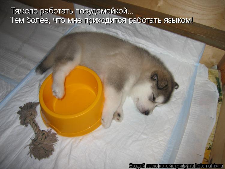 Тяжело работать посудомойкой... Тем более, что мне приходится работать языком!... Котоматрица: Тяжело работать посудомойкой... Тем более, что мне приходится работать языком!