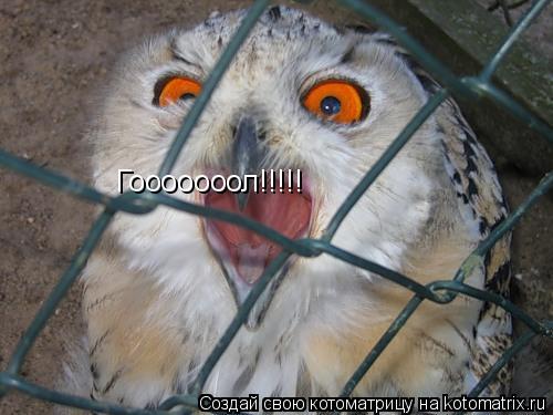 Гооооооол!!!!!... Котоматрица: Гооооооол!!!!!