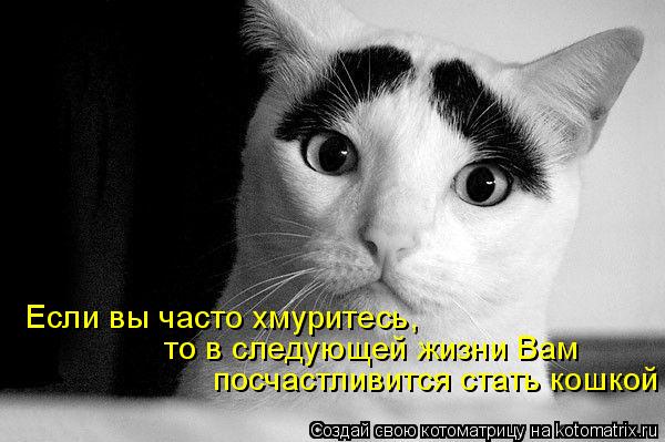 Если вы часто хмуритесь, то в следующей жизни Вам посчастливится стать кошкой... Котоматрица: Если вы часто хмуритесь, то в следующей жизни Вам посчастливится стать кошкой