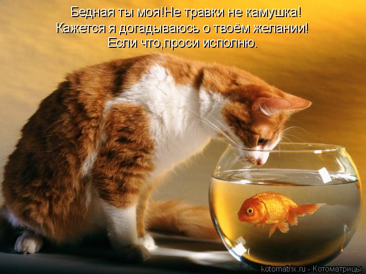 Бедная ты моя!Не травки не камушка! Кажется я догадываюсь о твоём желании! Если что,проси исполню.... Котоматрица: Бедная ты моя!Не травки не камушка! Кажется я догадываюсь о твоём желании! Если что,проси исполню.