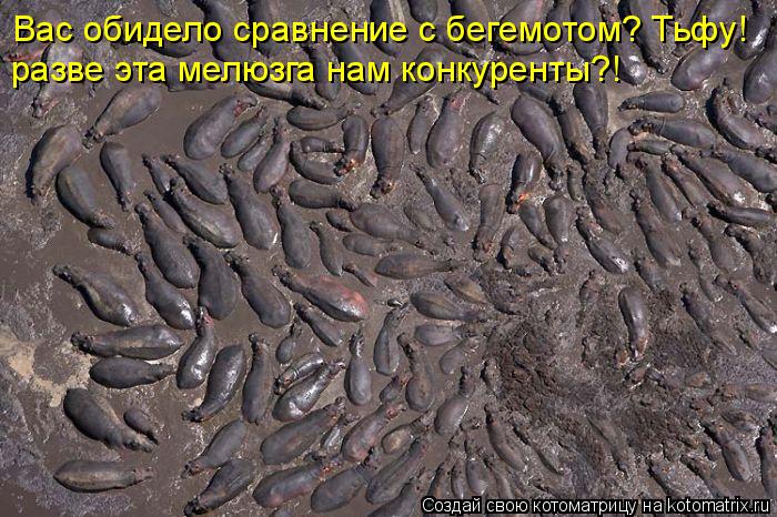 Вас обидело сравнение с бегемотом? Тьфу! разве эта мелюзга нам конкуренты?!... Котоматрица: Вас обидело сравнение с бегемотом? Тьфу! разве эта мелюзга нам конкуренты?!