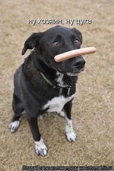 ну хозяин, ну цука... Котоматрица: ну хозяин, ну цука