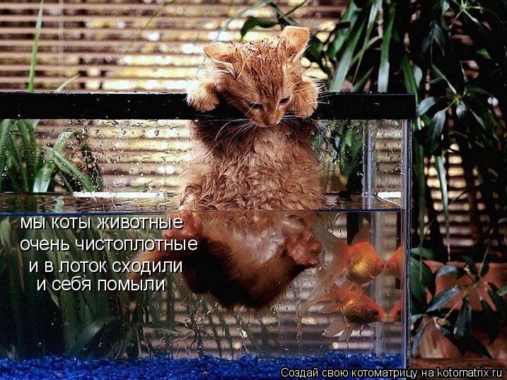 мы коты животные очень чистоплотные и в лоток сходили и себя помыли... Котоматрица: мы коты животные очень чистоплотные и в лоток сходили и себя помыли