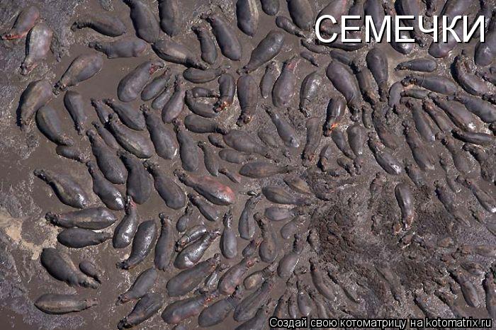СЕМЕЧКИ... Котоматрица: СЕМЕЧКИ