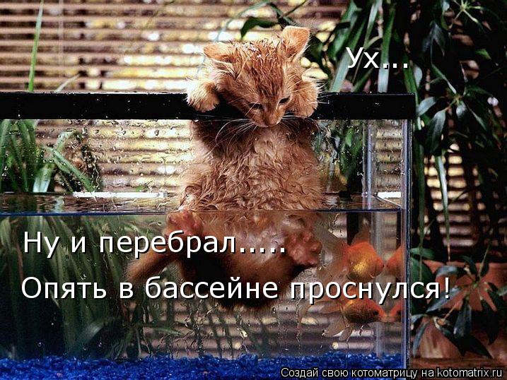 Ух... Ну и перебрал..... Опять в бассейне проснулся!... Котоматрица: Ух... Ну и перебрал..... Опять в бассейне проснулся!