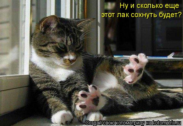 Ну и сколько еще этот лак сохнуть будет? Ну и сколько еще этот лак сохнуть будет?... Котоматрица: Ну и сколько еще этот лак сохнуть будет? Ну и сколько еще этот лак сохнуть будет?