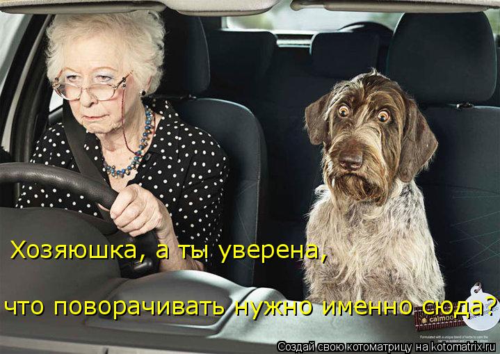 Хозяюшка, а ты уверена, что поворачивать нужно именно сюда?... Котоматрица: Хозяюшка, а ты уверена, что поворачивать нужно именно сюда?