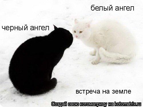белый ангел черный ангел встреча на земле... Котоматрица: белый ангел черный ангел встреча на земле