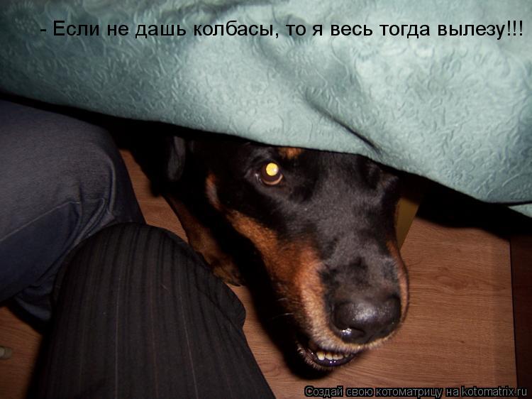 - Если не дашь колбасы, то я весь тогда вылезу!!!... Котоматрица: - Если не дашь колбасы, то я весь тогда вылезу!!!