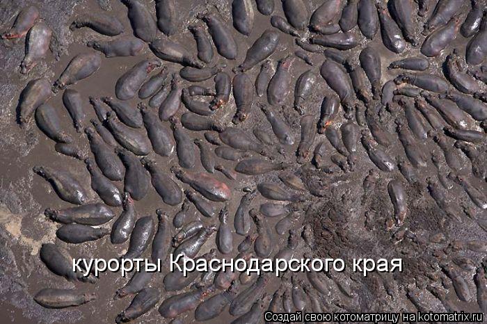 курорты Краснодарского края... Котоматрица: курорты Краснодарского края