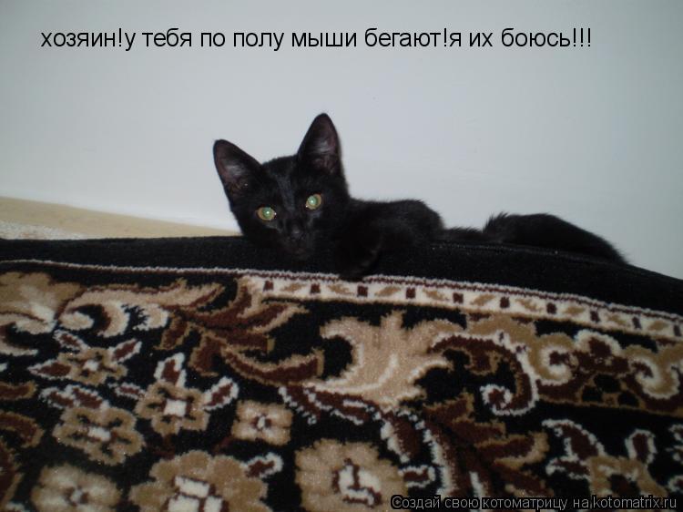 хозяин!у тебя по полу мыши бегают!я их боюсь!!!... Котоматрица: хозяин!у тебя по полу мыши бегают!я их боюсь!!!