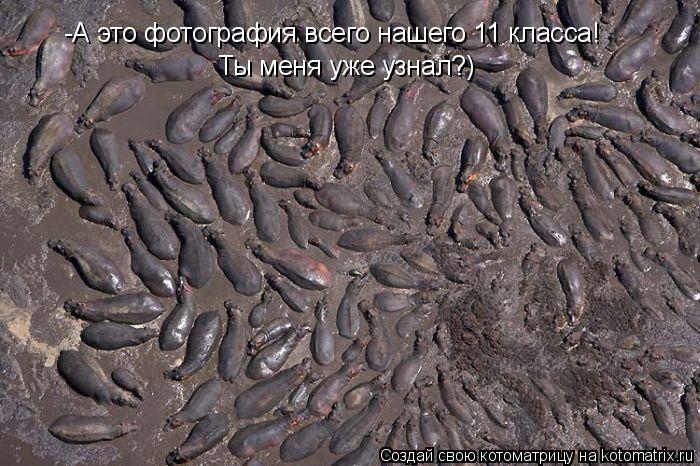 -А это фотография всего нашего 11 класса! Ты меня уже узнал?)... Котоматрица: -А это фотография всего нашего 11 класса! Ты меня уже узнал?)