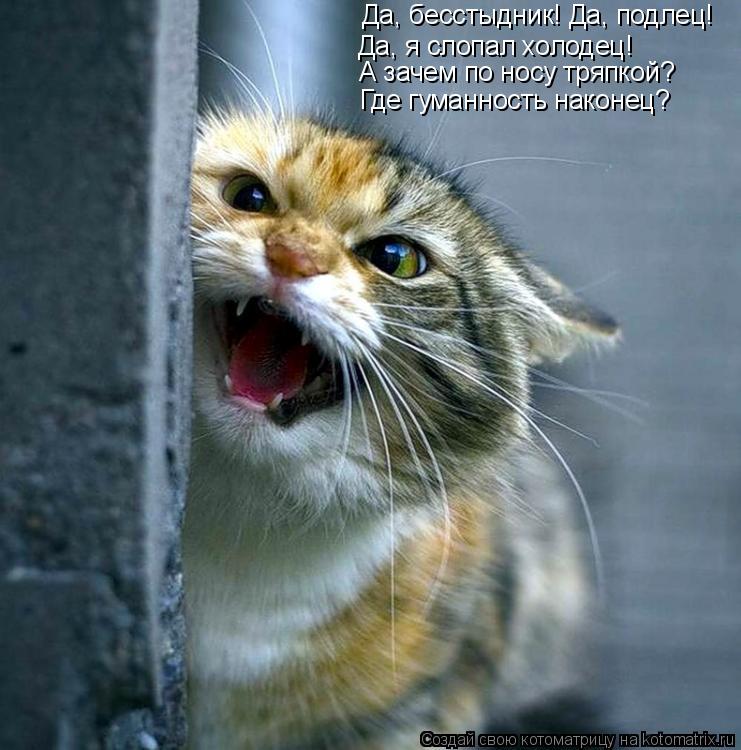 Котоматрица: Да, бесстыдник! Да, подлец! Да, я слопал холодец! А зачем по носу тряпкой? Где гуманность наконец?