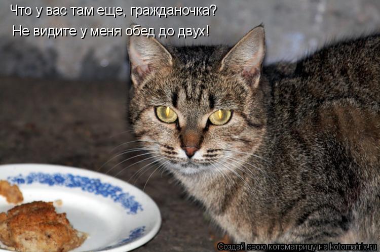 Что у вас там еще, гражданочка? Не видите у меня обед до двух!... Котоматрица: Что у вас там еще, гражданочка? Не видите у меня обед до двух!