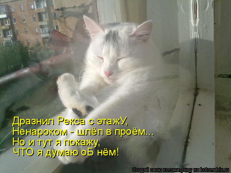 Дразнил Рекса с этажУ, Ненароком - шлёп в проём... Но и тут я покажу, ЧТО я думаю оБ нём!... Котоматрица: Дразнил Рекса с этажУ, Ненароком - шлёп в проём... Но и тут я покажу, ЧТО я думаю оБ нём!