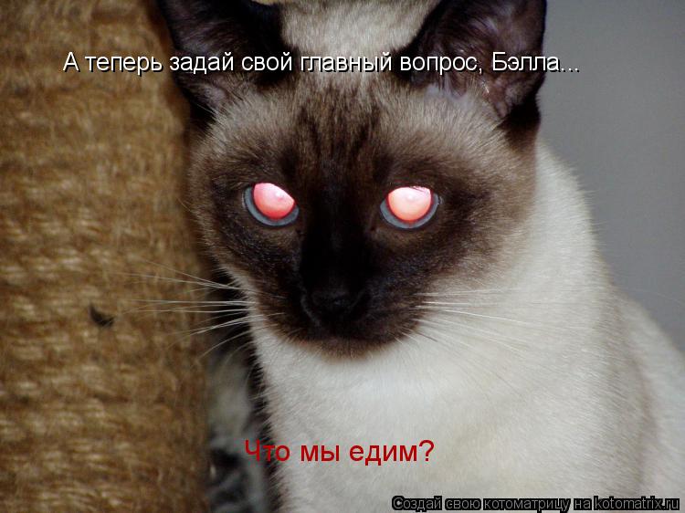 А теперь задай свой главный вопрос, Бэлла... Что мы едим?... Котоматрица: А теперь задай свой главный вопрос, Бэлла... Что мы едим?