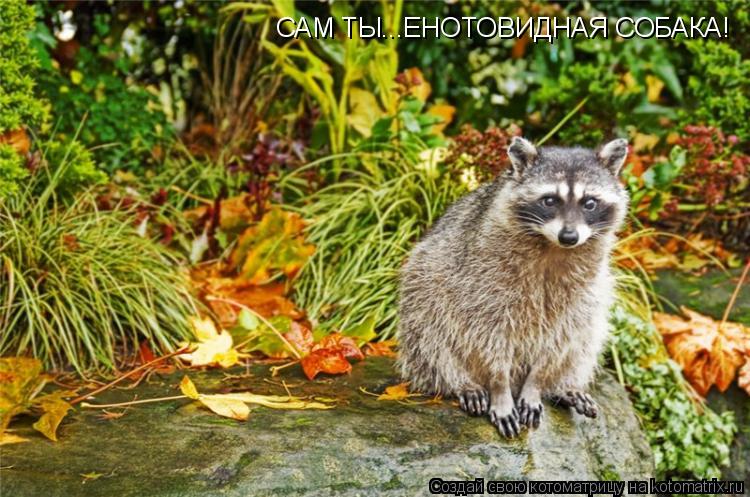 Котоматрица: САМ ТЫ...ЕНОТОВИДНАЯ СОБАКА!