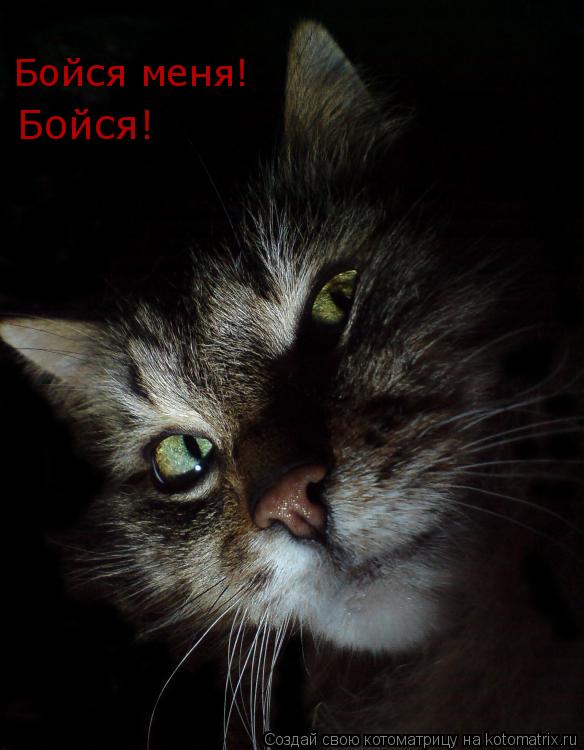 Котоматрица: Бойся меня! Бойся!