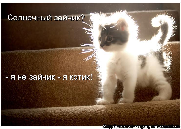 Котоматрица: Солнечный зайчик? - я не зайчик - я котик!