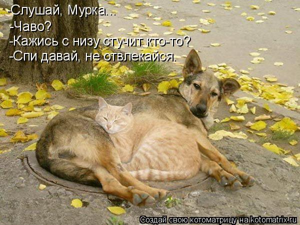 -Чаво? -Кажись с низу стучит кто-то? -Спи давай, не отвлекайся. -Слушай, Мурка...... Котоматрица: -Чаво? -Кажись с низу стучит кто-то? -Спи давай, не отвлекайся. -Слушай, Мурка...