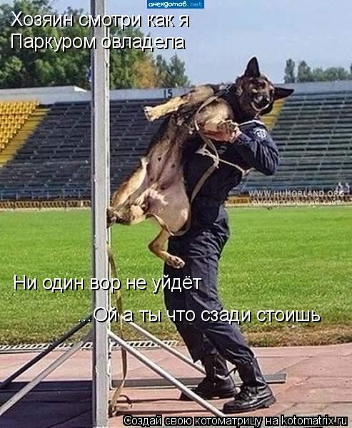 Котоматрица: Ни один вор не уйдёт Хозяин смотри как я  Паркуром овладела ...Ой а ты что сзади стоишь