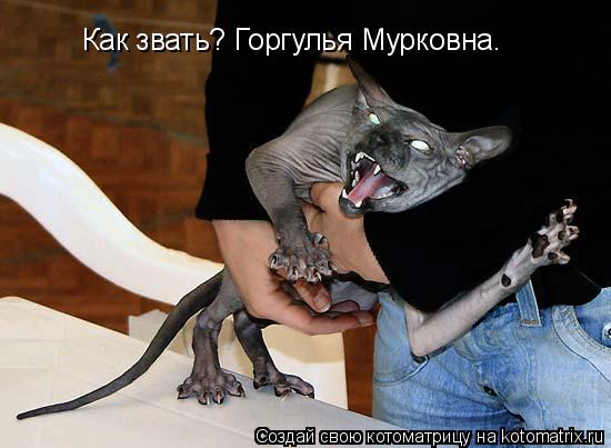Котоматрица: Как звать? Горгулья Мурковна.