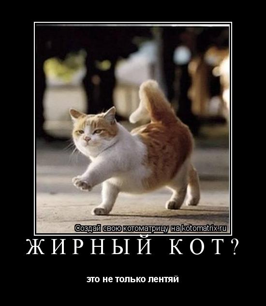 Котоматрица: жирный кот? это не только лентяй