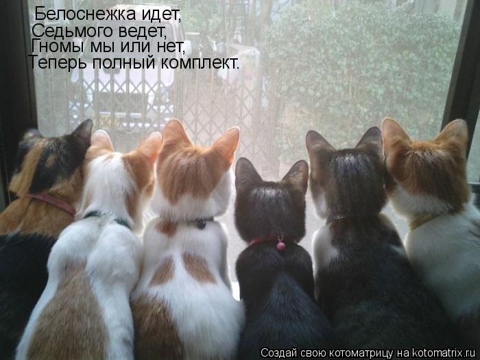 Белоснежка идет, Седьмого ведет, Гномы мы или нет, Теперь полный комплект.... Котоматрица: Белоснежка идет, Седьмого ведет, Гномы мы или нет, Теперь полный комплект.