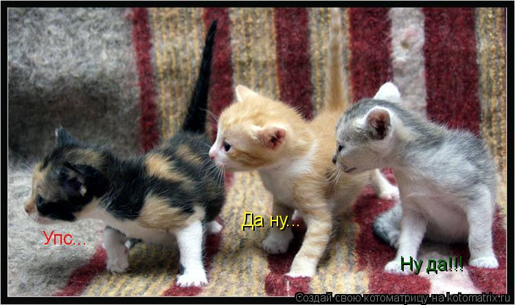 Упс... Да ну... Ну да!!!... Котоматрица: Упс... Да ну... Ну да!!!