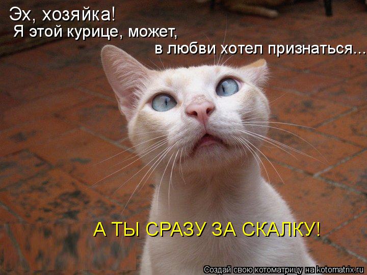 Эх, хозяйка! Я этой курице, может, в любви хотел признаться... А ТЫ СРАЗУ ЗА СКАЛКУ!... Котоматрица: Эх, хозяйка! Я этой курице, может, в любви хотел признаться... А ТЫ СРАЗУ ЗА СКАЛКУ!