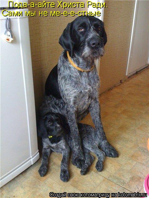 Пода-а-айте Христа Ради. Сами мы не ме-е-е-стные... Котоматрица: Пода-а-айте Христа Ради. Сами мы не ме-е-е-стные