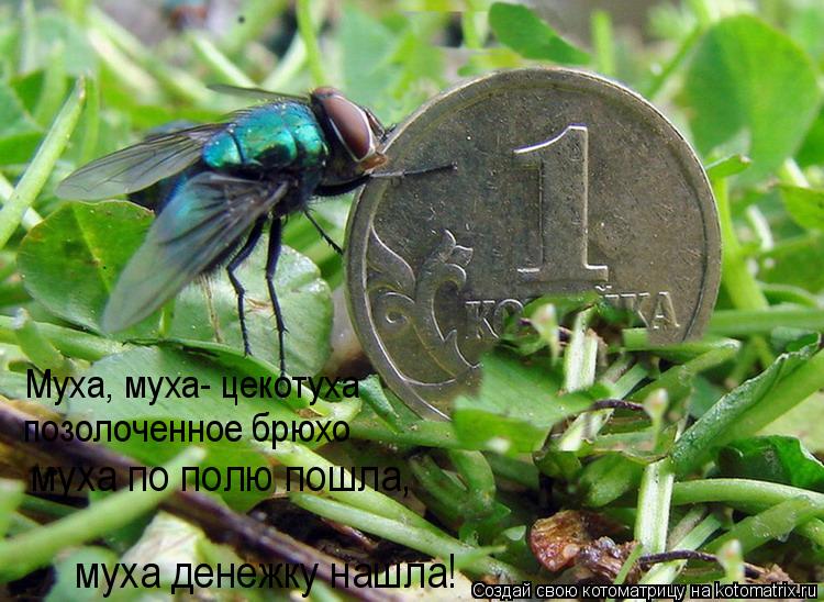 Муха, муха- цекотуха позолоченное брюхо муха по полю пошла, муха денежку нашла!... Котоматрица: Муха, муха- цекотуха позолоченное брюхо муха по полю пошла, муха денежку нашла!