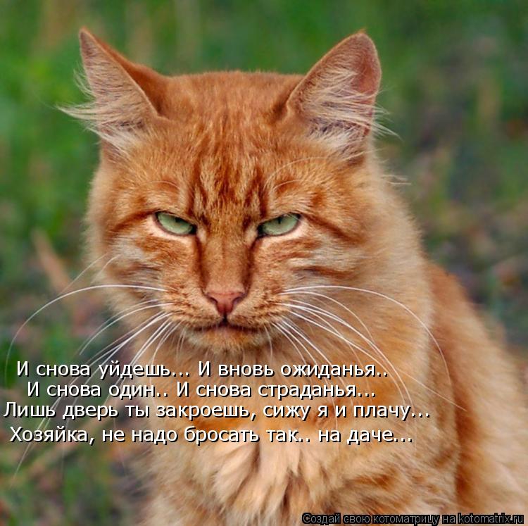 И снова уйдешь... И вновь ожиданья.. И снова один.. И снова страданья... Лишь дверь ты закроешь, сижу... Котоматрица: И снова уйдешь... И вновь ожиданья.. И снова один.. И снова страданья... Лишь дверь ты закроешь, сижу я и плачу... Хозяйка, не надо бросать так.. на