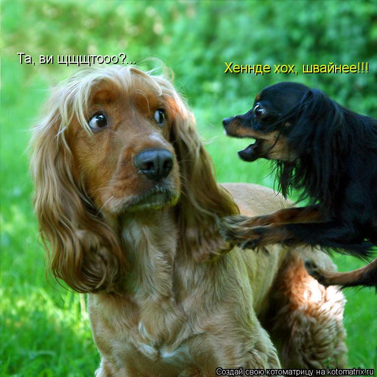 Хеннде хох, швайнее!!! Та, ви щщщтооо?...... Котоматрица: Хеннде хох, швайнее!!! Та, ви щщщтооо?...