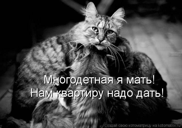 Многодетная я мать! Нам квартиру надо дать!... Котоматрица: Многодетная я мать! Нам квартиру надо дать!