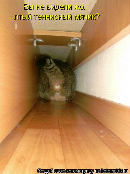 Вы не видели жо... ...лтый теннисный мячик?... Котоматрица: Вы не видели жо... ...лтый теннисный мячик?