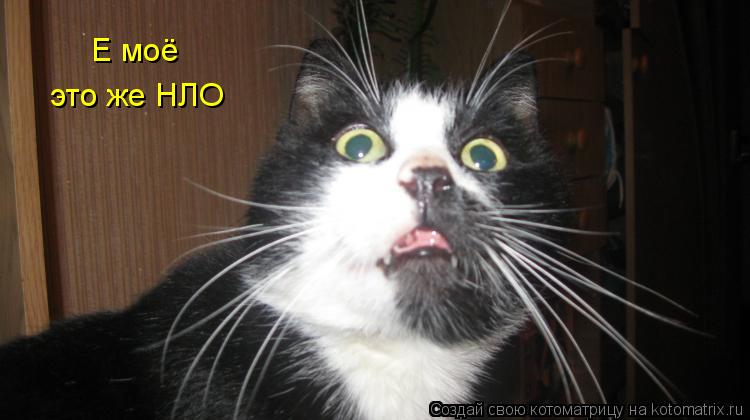 это же НЛО Е моё... Котоматрица: это же НЛО Е моё