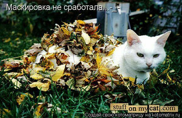 Маскировка не сработала...-_-... Котоматрица: Маскировка не сработала...-_-