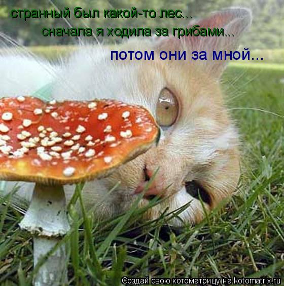 странный был какой-то лес... сначала я ходила за грибами... странный был какой-то лес... странный был... Котоматрица: странный был какой-то лес... сначала я ходила за грибами... странный был какой-то лес... странный был какой-то лес... потом они за мной...