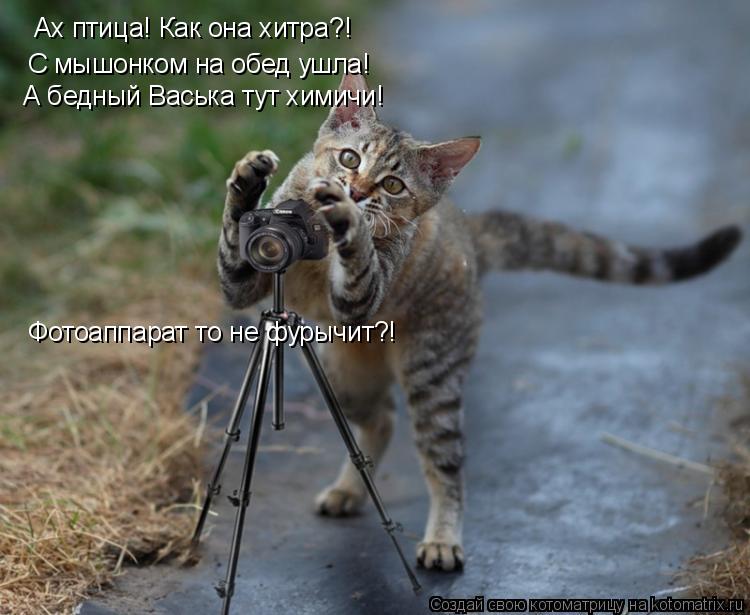 Ах птица! Как она хитра?! С мышонком на обед ушла! А бедный Васька тут химичи! Фотоаппарат то не фуры... Котоматрица: Ах птица! Как она хитра?! С мышонком на обед ушла! А бедный Васька тут химичи! Фотоаппарат то не фурычит?!