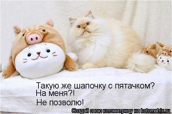 Такую же шапочку с пятачком? На меня?! Не позволю!... Котоматрица: Такую же шапочку с пятачком? На меня?! Не позволю!