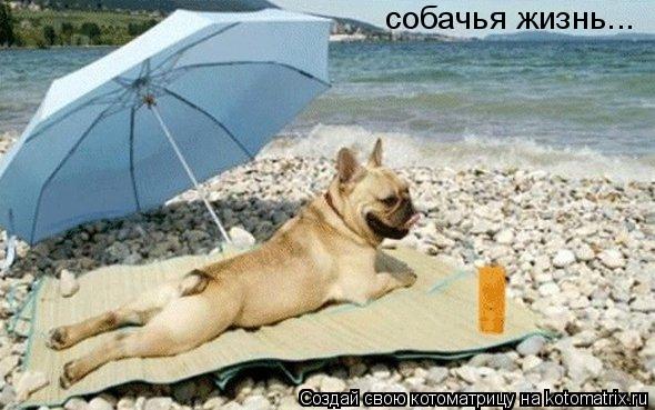 Котоматрица: собачья жизнь...