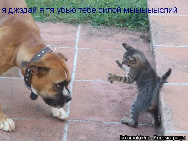 Котоматрица: я джэдай я тя убью тебе силой мыыыыыслий