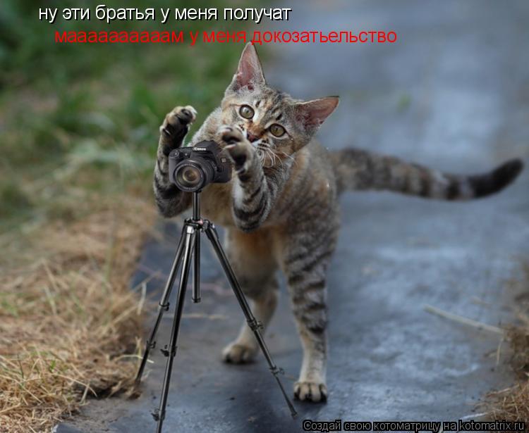 Котоматрица: ну эти братья у меня получат маааааааааам у меня докозатьельство