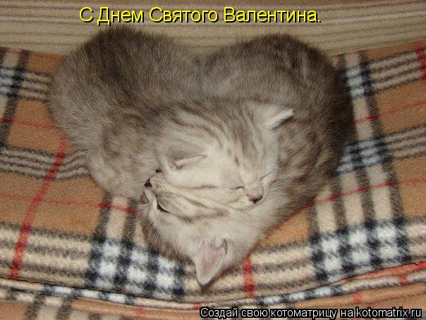 Котоматрица: С Днем Святого Валентина.